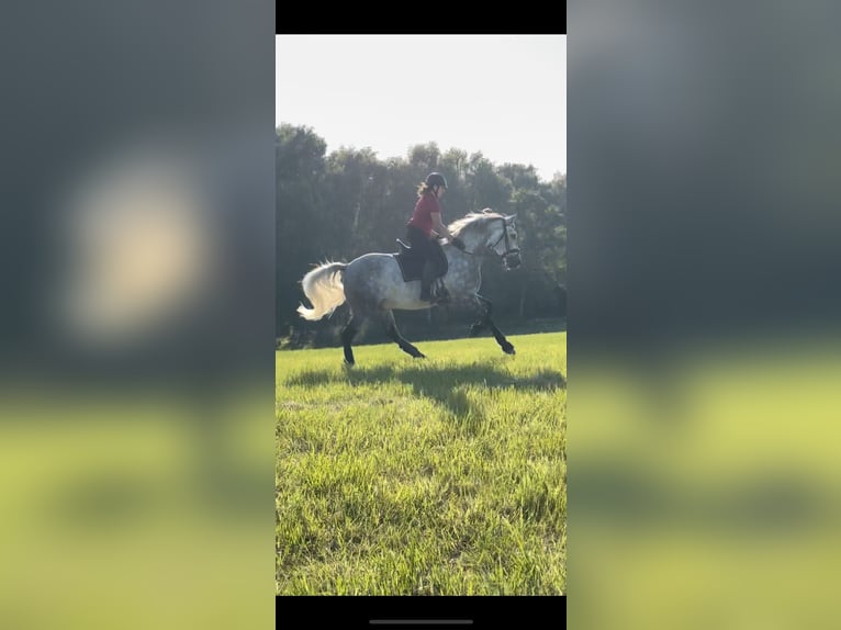 PRE Gelding 7 years 16,1 hh Grey in Fredensborg