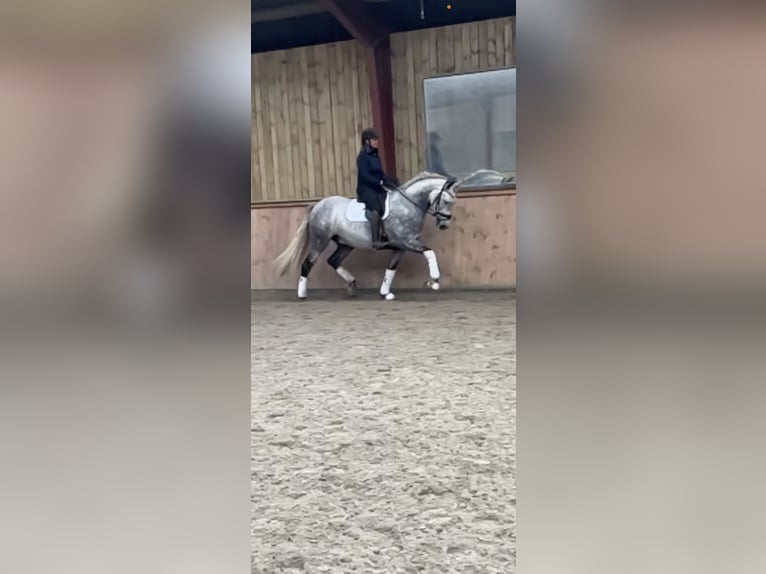 PRE Gelding 7 years 16,1 hh Grey in Fredensborg