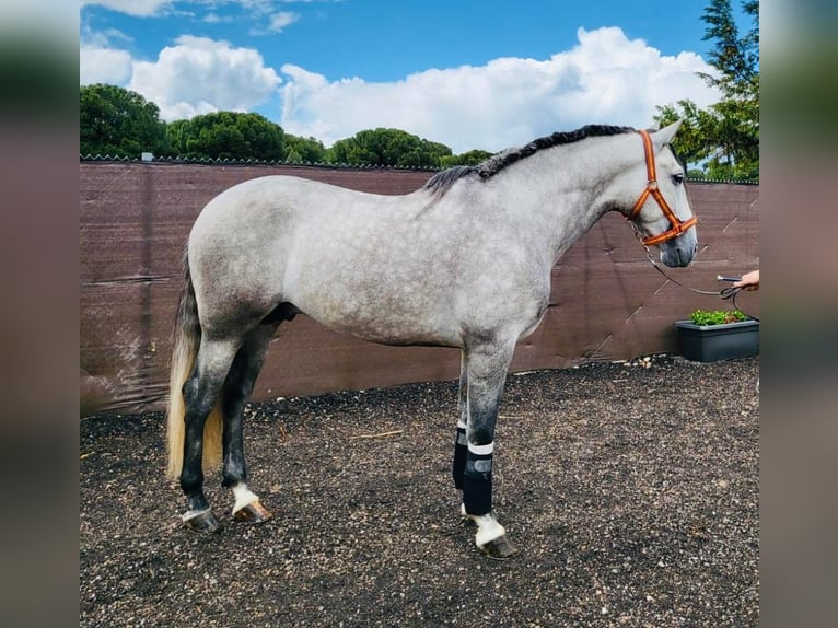 PRE Mix Gelding 7 years 16,1 hh Grey in Madrid
