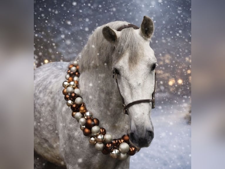 PRE Gelding 7 years 16,1 hh Grey in Sm
