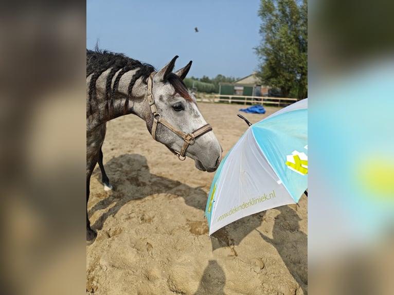 PRE Mix Gelding 7 years 16,1 hh Grey in Meerkerk