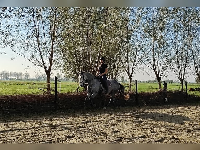 PRE Mix Gelding 7 years 16,1 hh Grey in Meerkerk