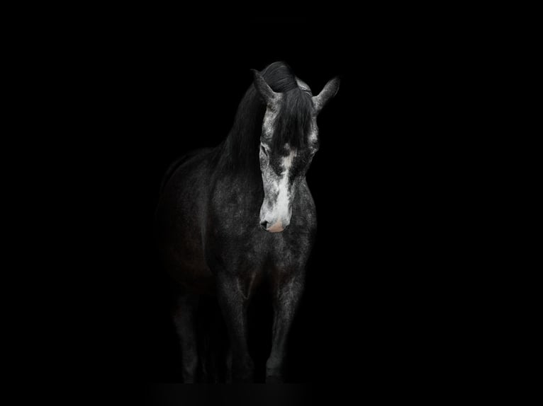 PRE Mix Gelding 7 years 16,1 hh Grey in Meerkerk