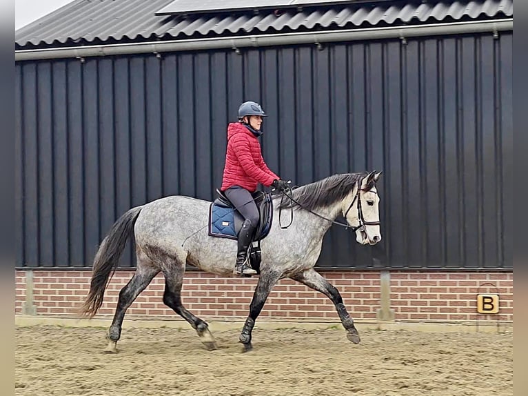 PRE Mix Gelding 7 years 16,1 hh Grey in Meerkerk