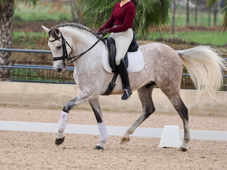 PRE Mix Gelding 7 years 16,1 hh Grey in Navas Del Madro&#xF1;o
