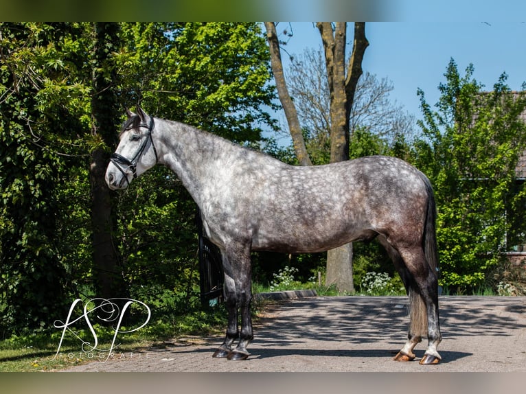 PRE Mix Gelding 7 years 16,1 hh Grey in Hardinxveld-Giessendam
