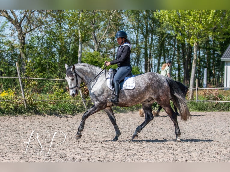 PRE Mix Gelding 7 years 16,1 hh Grey in Hardinxveld-Giessendam