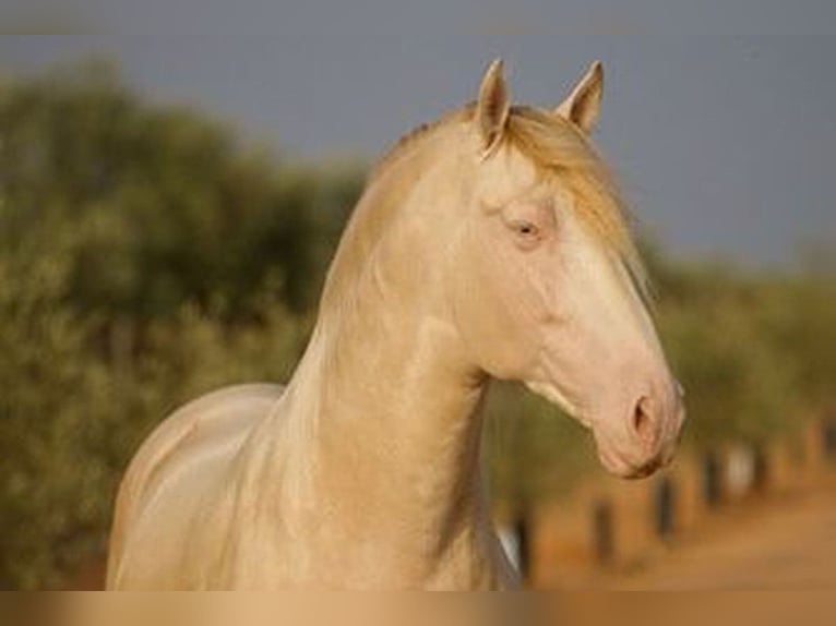 PRE Gelding 7 years 16,1 hh Pearl in HassendorfSottrum