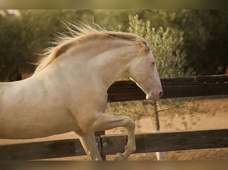 PRE Gelding 7 years 16,1 hh Pearl in HassendorfSottrum