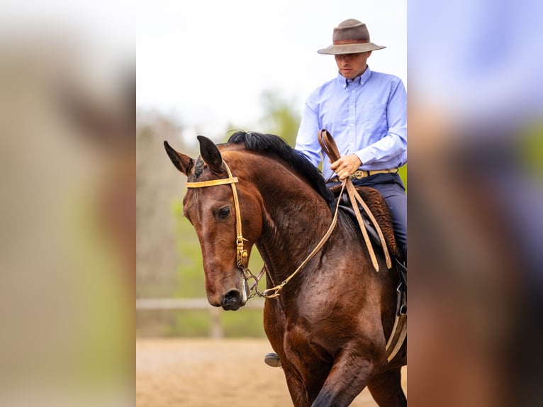 PRE Gelding 7 years 16,2 hh Bay-Dark in Sant joan de les abadesses