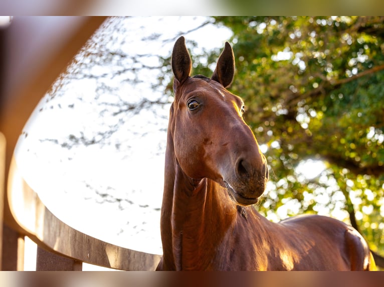 PRE Gelding 7 years 16,2 hh Bay-Dark in Sant joan de les abadesses