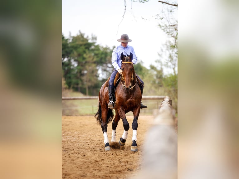 PRE Gelding 7 years 16,2 hh Bay-Dark in Sant joan de les abadesses