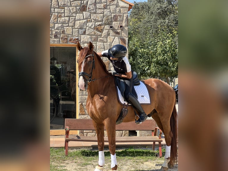 PRE Mix Gelding 7 years 16,2 hh Chestnut-Red in Vallromanes
