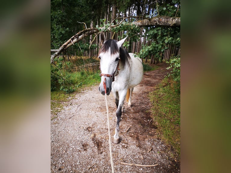 PRE Gelding 7 years 16,2 hh Grey-Dapple in Dinkelsbühl