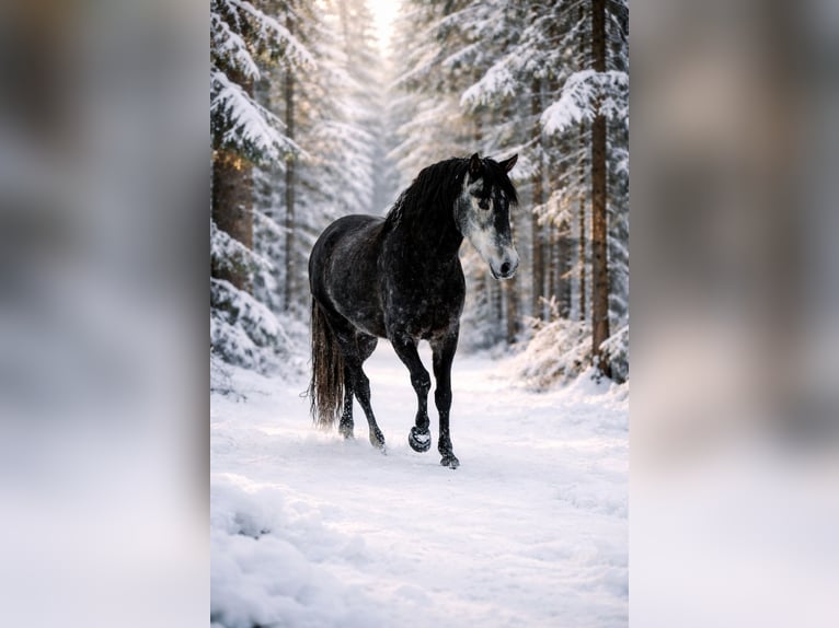 PRE Gelding 7 years 16,2 hh Grey-Dark-Tan in Polenz