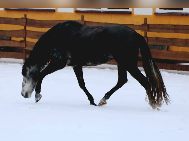 PRE Gelding 7 years 16,2 hh Grey-Dark-Tan in Polenz