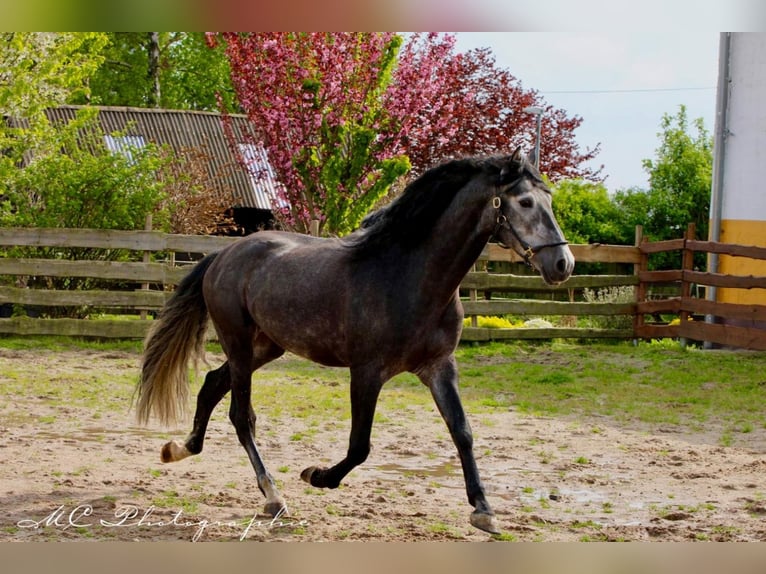 PRE Gelding 7 years 16,2 hh Grey-Dark-Tan in Polenz