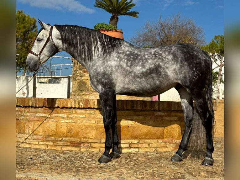 PRE Gelding 7 years 16,2 hh Grey in Sevilla