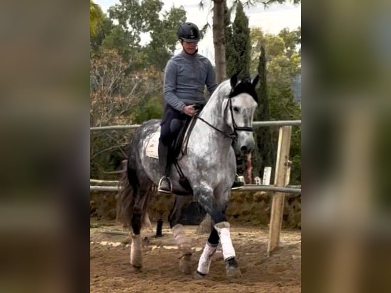 PRE Gelding 7 years 16,2 hh Grey in Sevilla