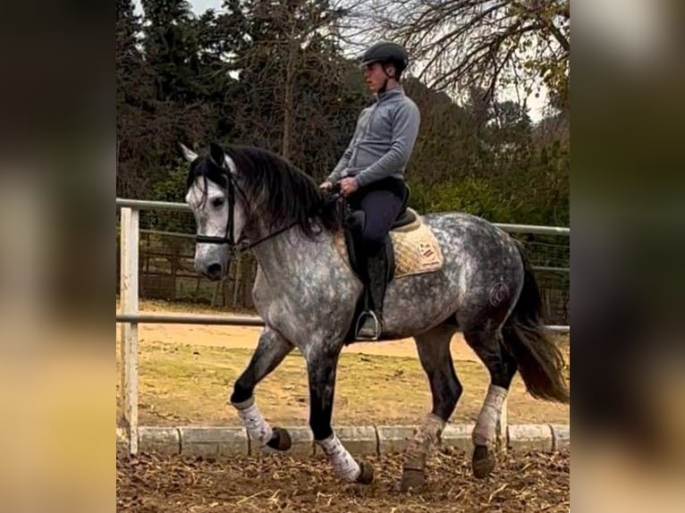 PRE Gelding 7 years 16,2 hh Grey in Sevilla