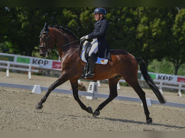 PRE Gelding 7 years 16,3 hh Brown in Mornico al serio