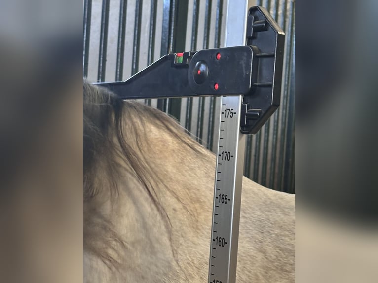 PRE Gelding 7 years 17.1 hh Grey in Galaroza (Huelva)