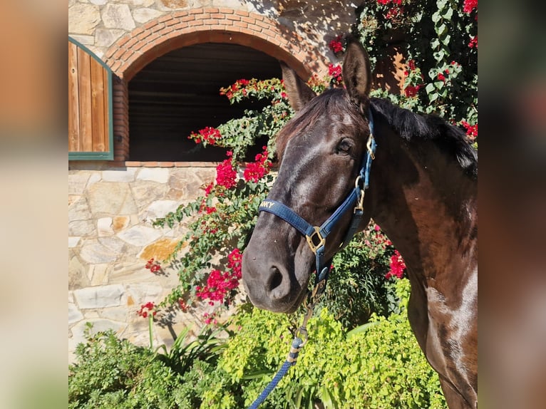 PRE Mix Gelding 7 years 17 hh Black in Santa Maria De Palautordera