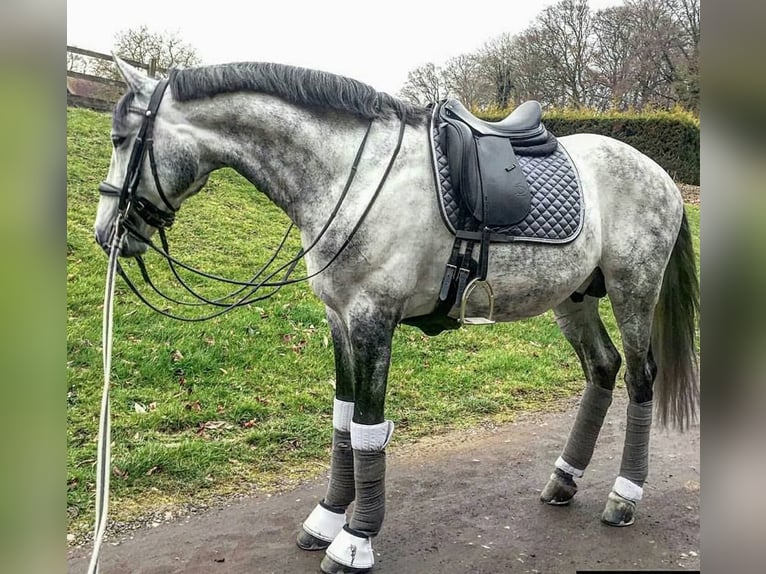 PRE Mix Gelding 7 years Gray in Hatten