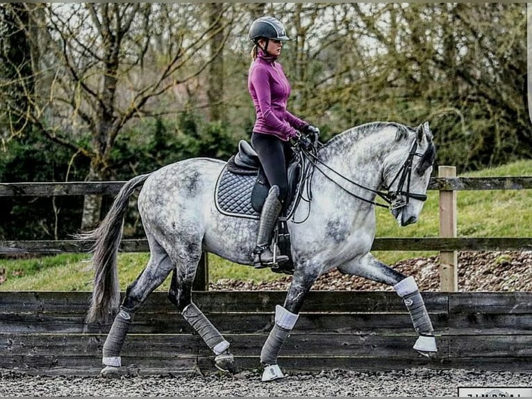 PRE Mix Gelding 7 years Gray in Hatten
