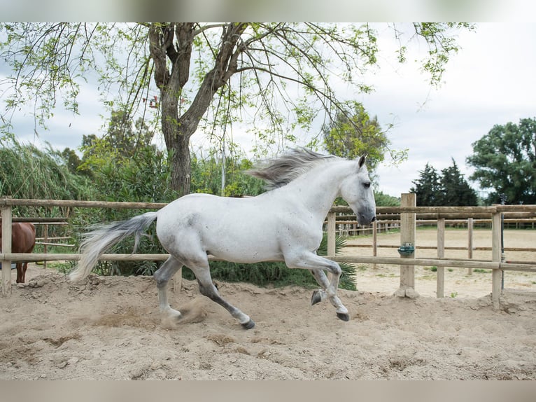 PRE Mix Gelding 7 years Grey in Jimena De La Frontera