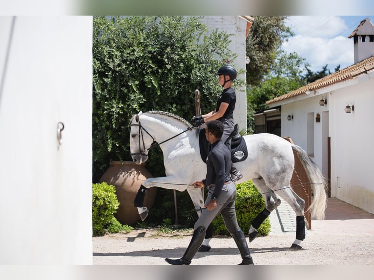PRE Mix Gelding 7 years Grey in Jimena De La Frontera