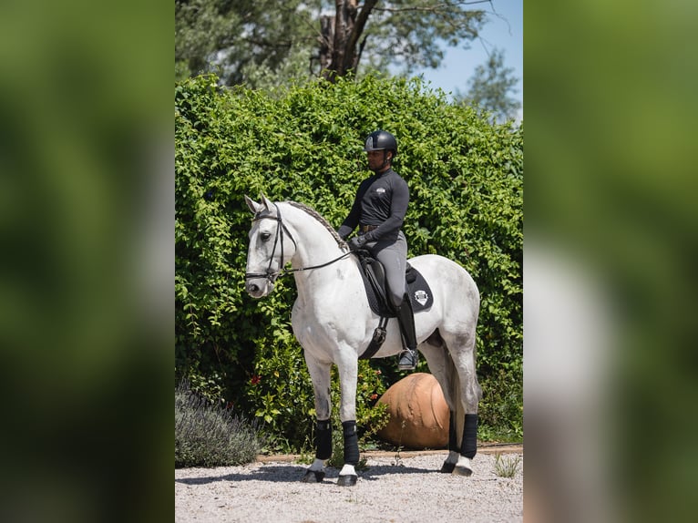 PRE Mix Gelding 7 years Grey in Jimena De La Frontera