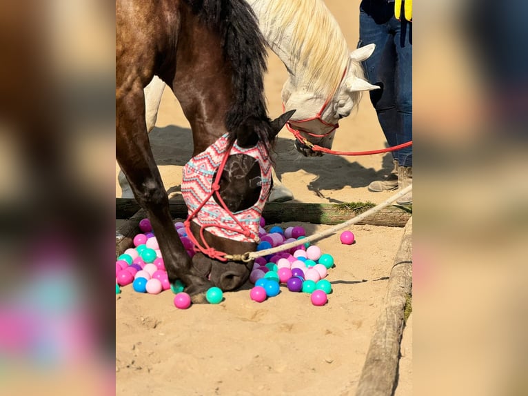 PRE Mix Gelding 8 years 14,3 hh Bay-Dark in M&#xF6;nchengladbach