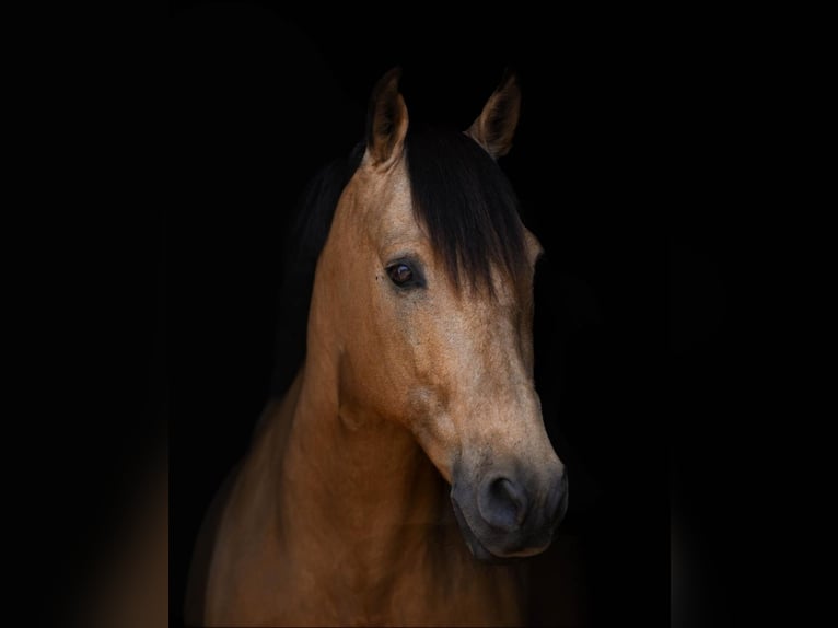 PRE Gelding 8 years 15,1 hh Dun in Mönchsroth