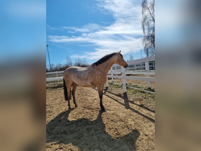 PRE Gelding 8 years 15,1 hh Dun in Mönchsroth