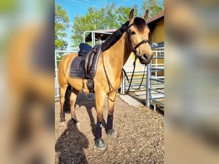 PRE Gelding 8 years 15,1 hh Dun in Mönchsroth