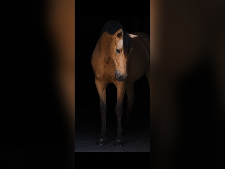 PRE Gelding 8 years 15,1 hh Dun in Mönchsroth