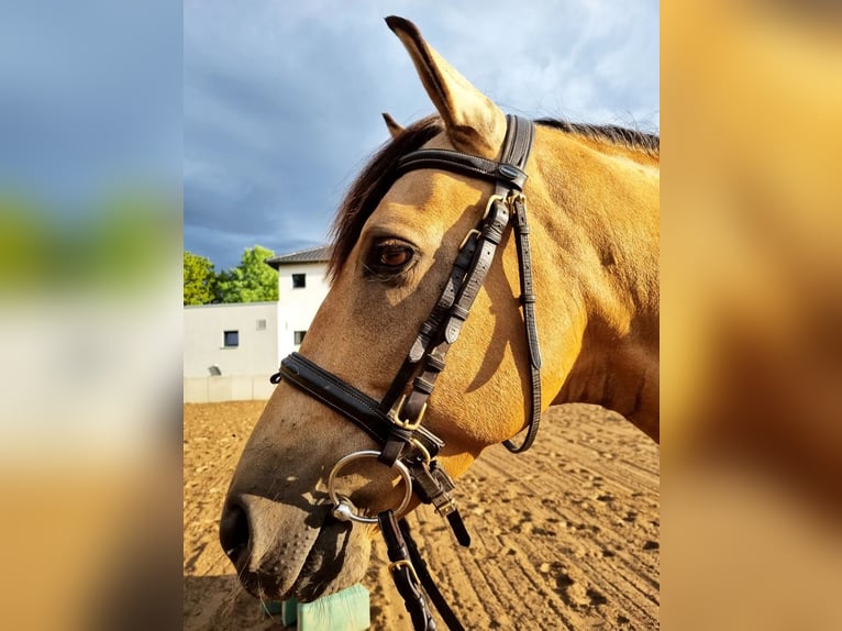 PRE Gelding 8 years 15,1 hh Dun in Mönchsroth