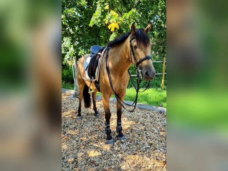 PRE Gelding 8 years 15,1 hh Dun in Mönchsroth