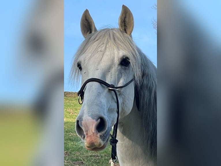 PRE Mix Gelding 8 years 15.1 hh Grey in Moers