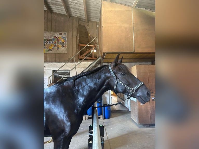 PRE Mix Gelding 8 years 15,2 hh Black in Grüningen