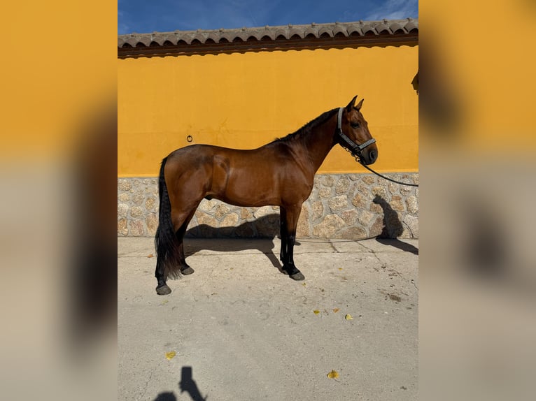 PRE Gelding 8 years 15.2 hh Brown in Parla