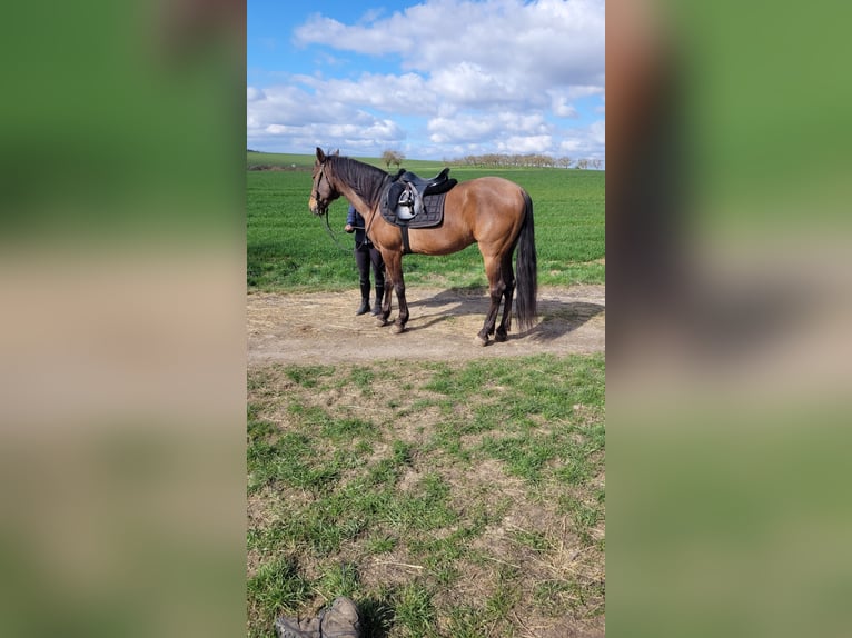 PRE Mix Gelding 8 years 15.2 hh Brown in Bad Mergentheim