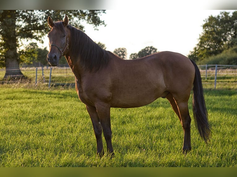PRE Gelding 8 years 15.2 hh Brown in Teldau