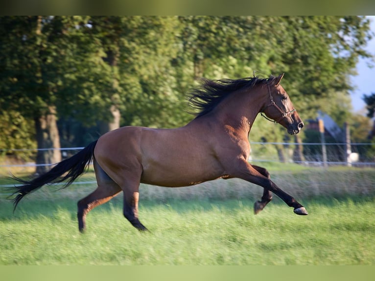 PRE Gelding 8 years 15.2 hh Brown in Teldau