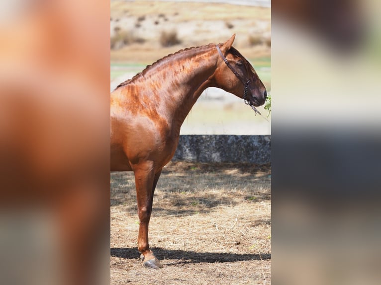 PRE Gelding 8 years 15,2 hh Chestnut-Red in Korneuburg