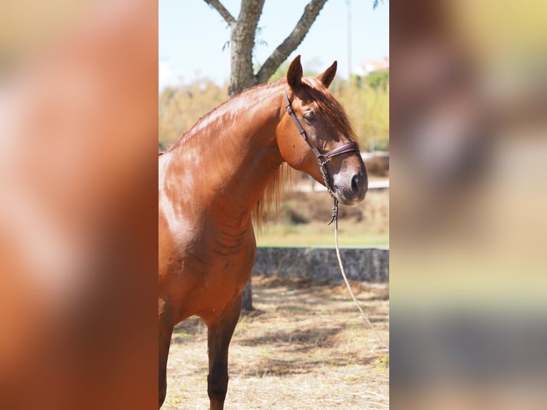 PRE Gelding 8 years 15,2 hh Chestnut-Red in Korneuburg