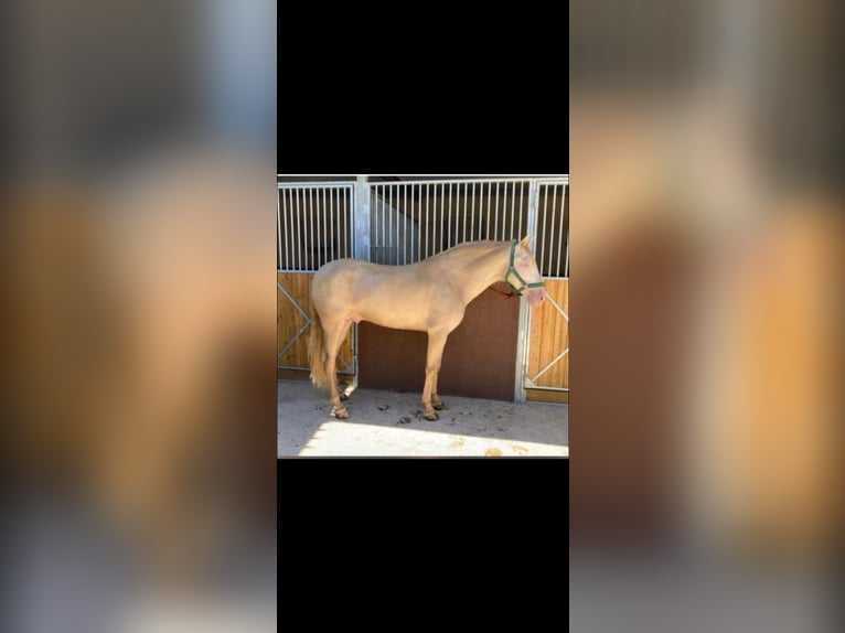 PRE Gelding 8 years 15,2 hh Cremello in Pilas