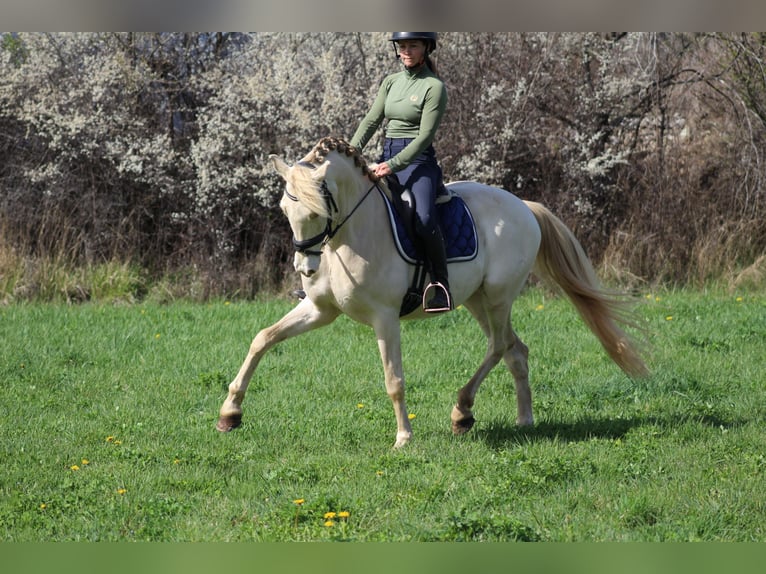 PRE Mix Gelding 8 years 15,2 hh Cremello in Embrun