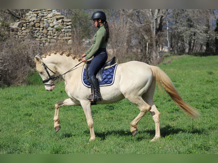 PRE Mix Gelding 8 years 15,2 hh Cremello in Embrun
